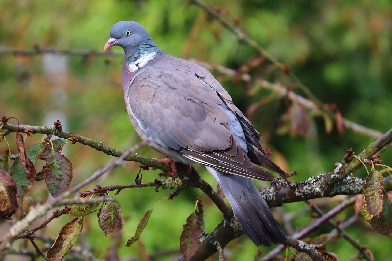 Consultation on wild bird shooting derogation closes next week