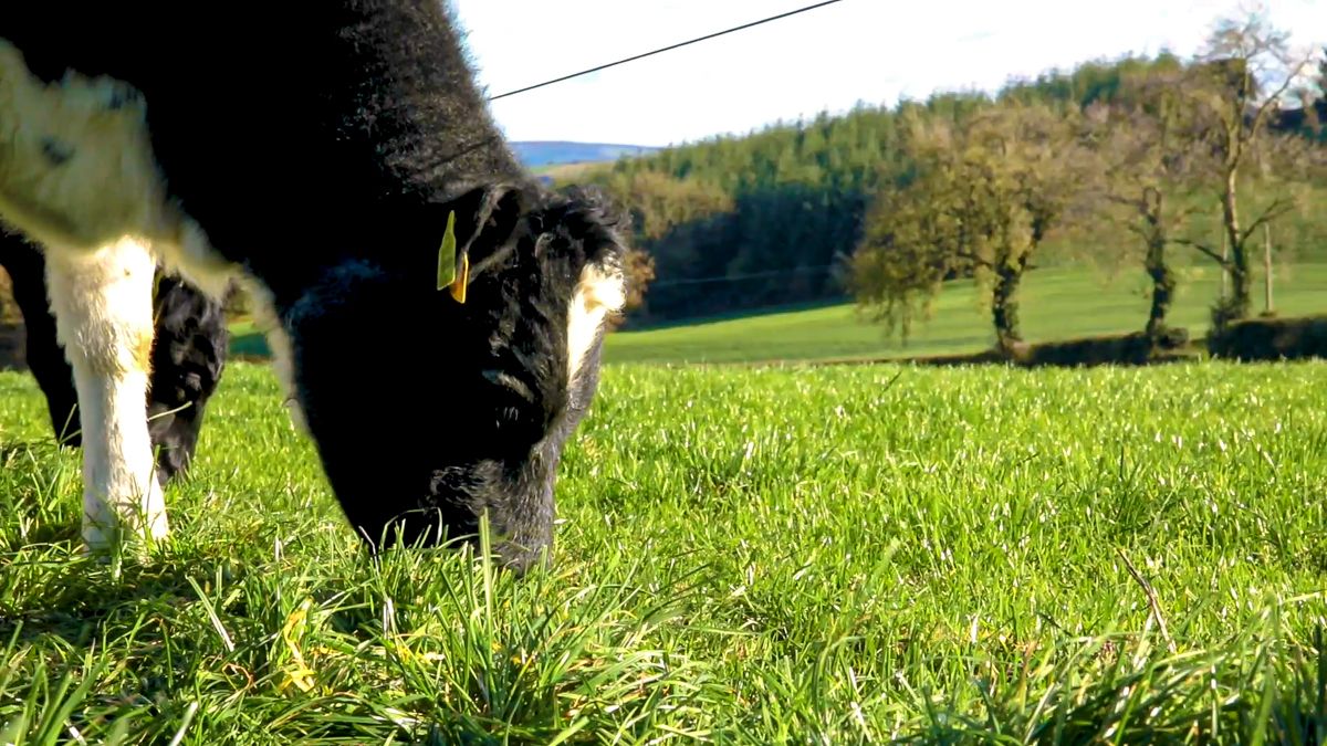 40% methane reductions possible for beef production - joint study