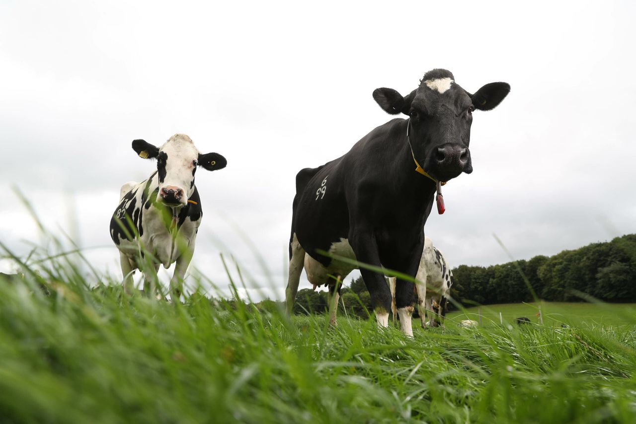 New figures show NI dairy has slashed emissions as production surges
