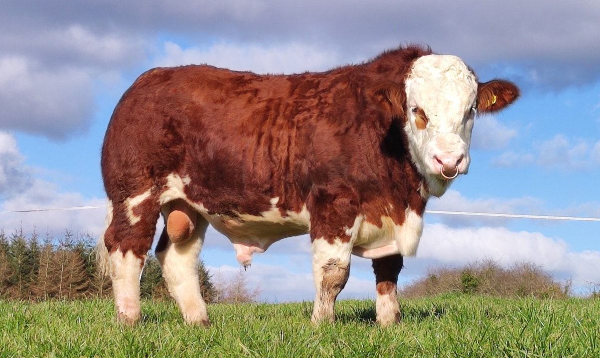 Simmental show and sale set for Roscommon this Saturday