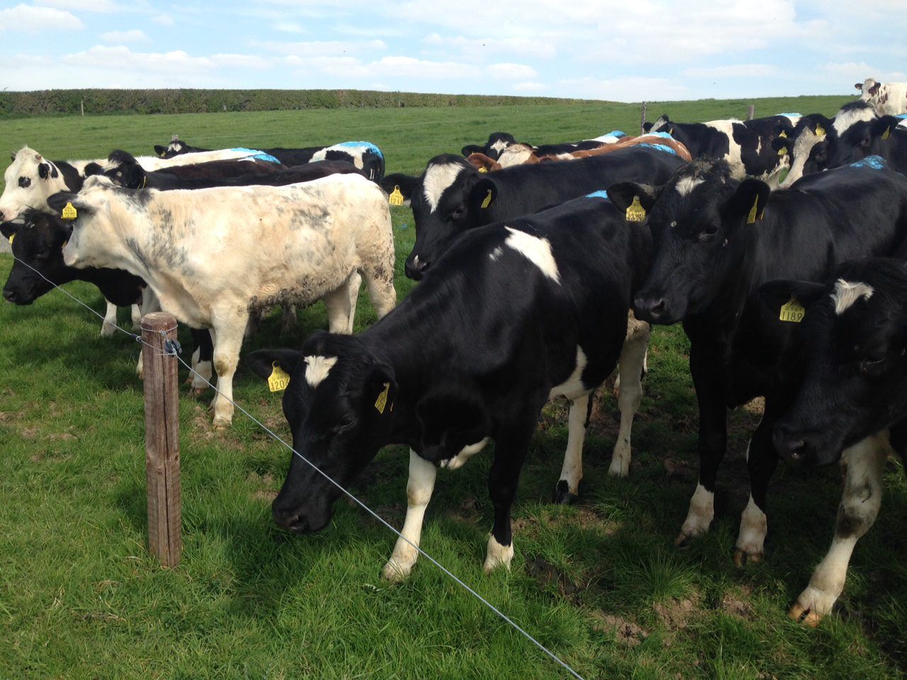 Four key tips for dairy herd fertility
