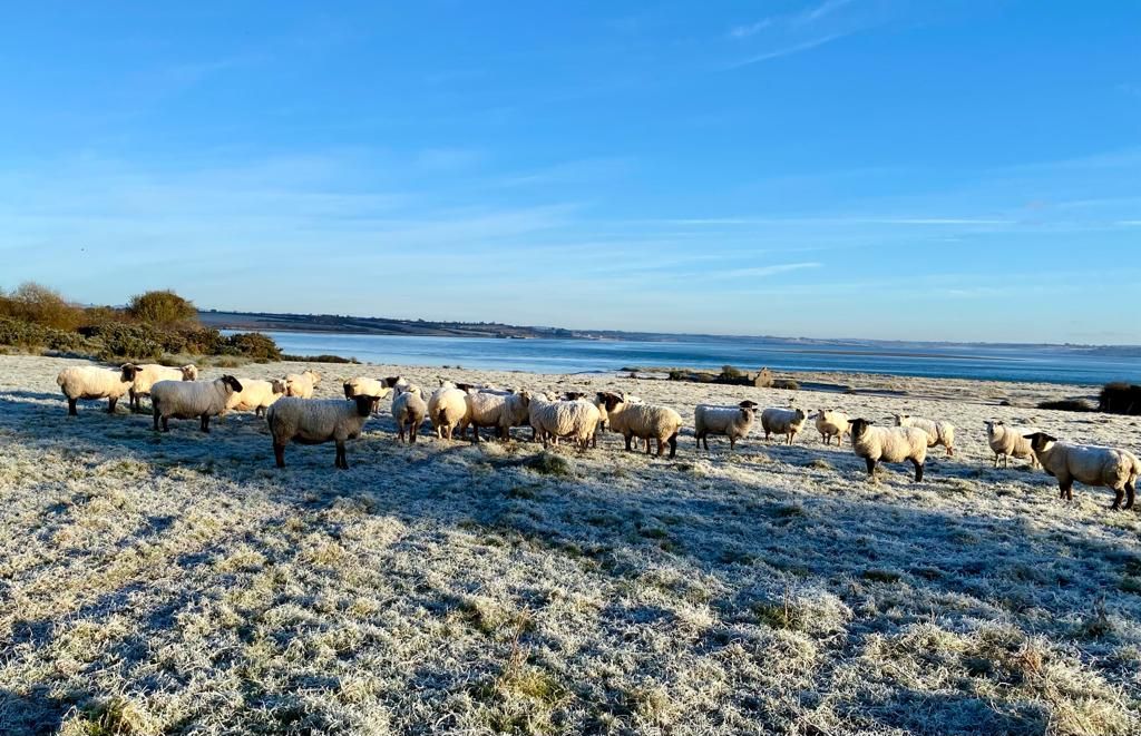 Sheep trade: Lamb and ewe prices rise by 10c/kg