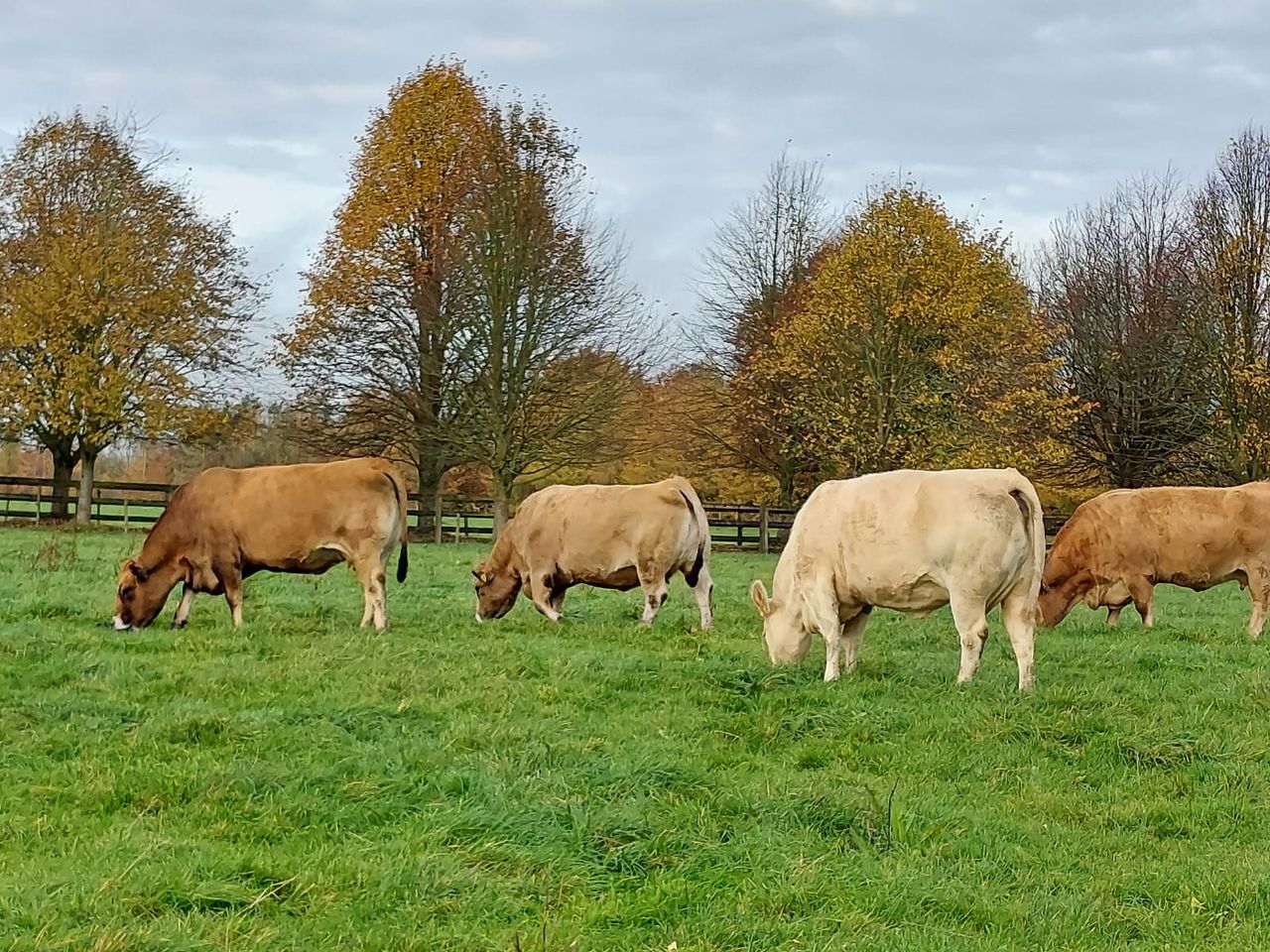 Ballinakill Mart set to host Aubrac herd dispersal sale