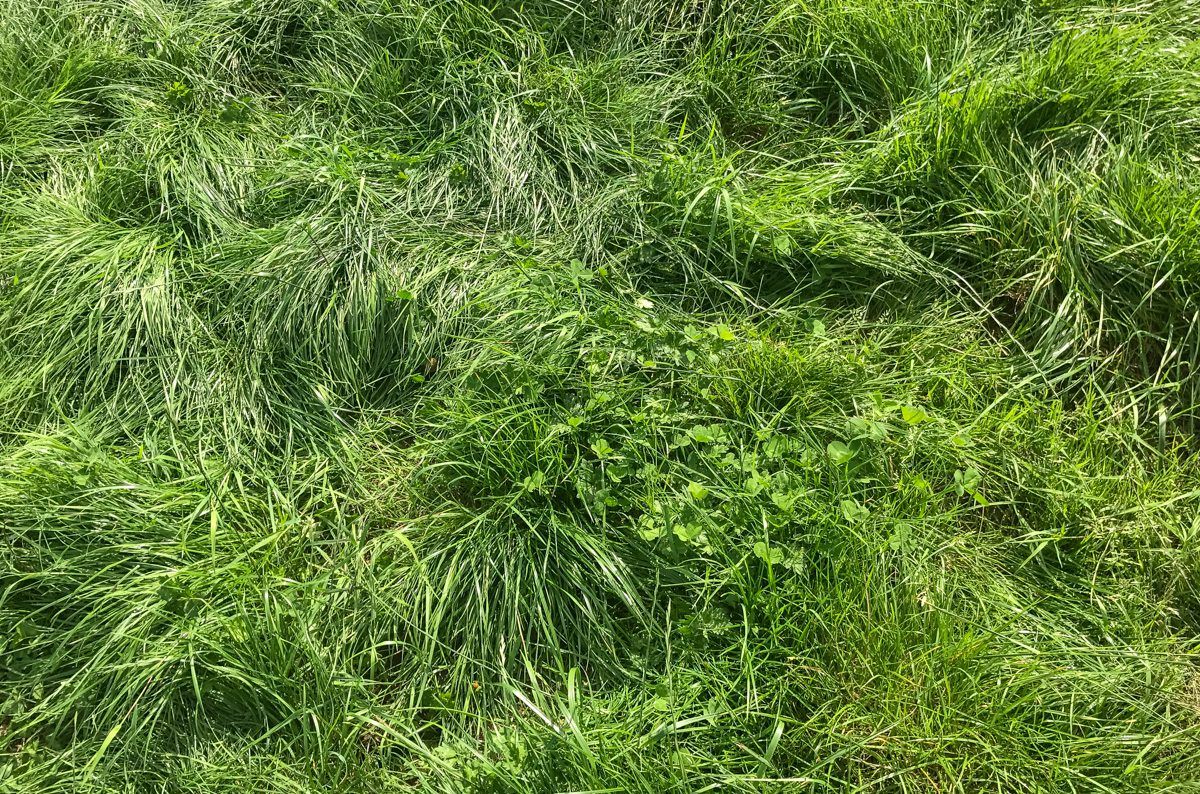 Grass measuring: How does the Grasshopper work?