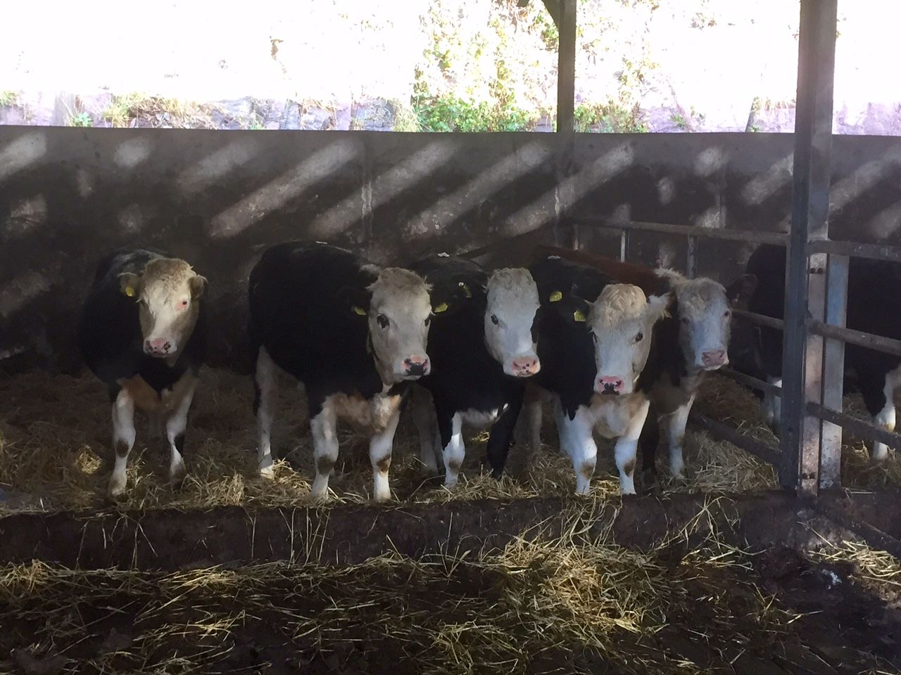 Ireland back in fifth on EU heifer price league table