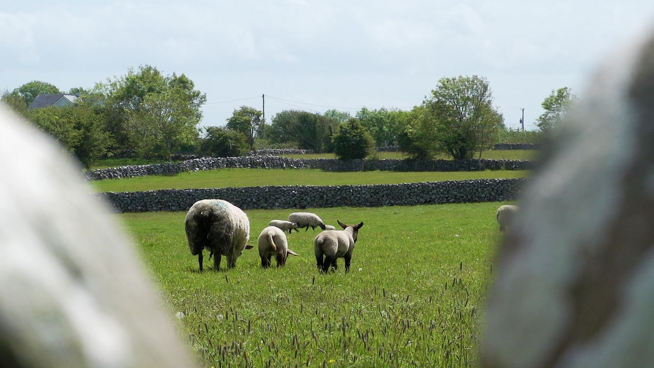 First of 2 virtual Teagasc Sheep Conferences taking place tomorrow