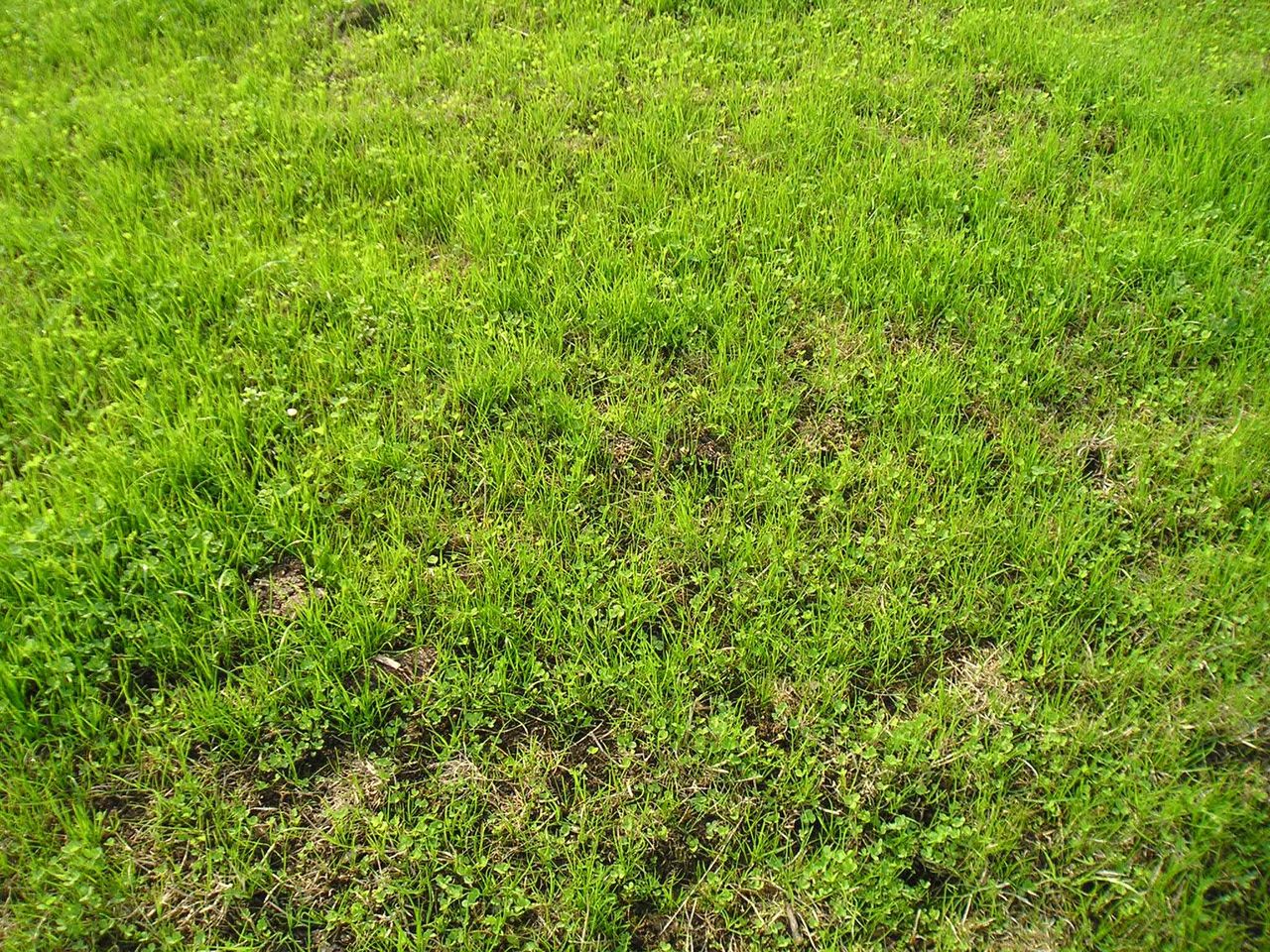 Grass advice: Early management of your reseed