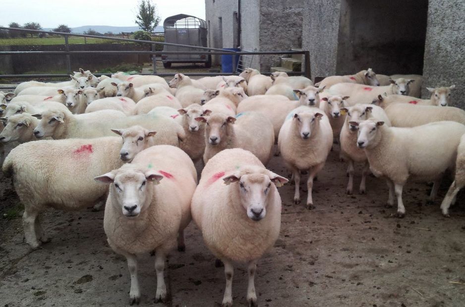 Sheep kill 10,000 head behind last year