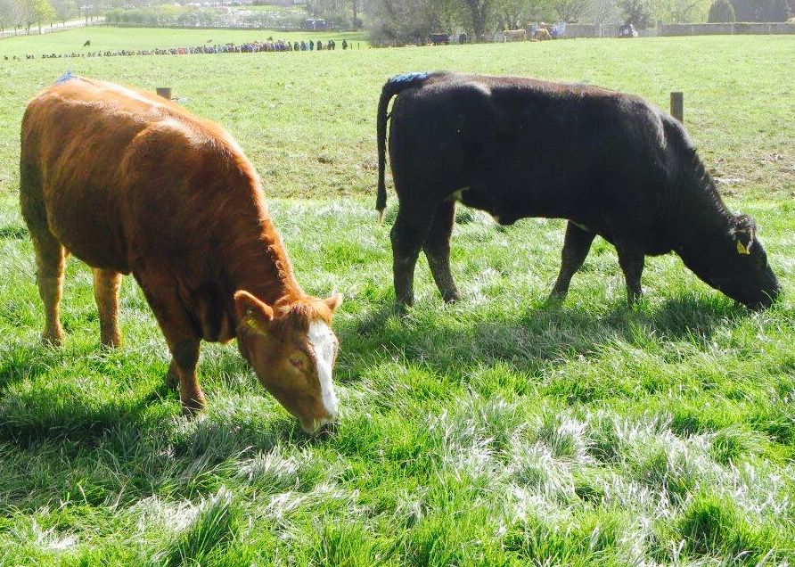 New factory specs could cost beef farmers over €10m per year - IFA