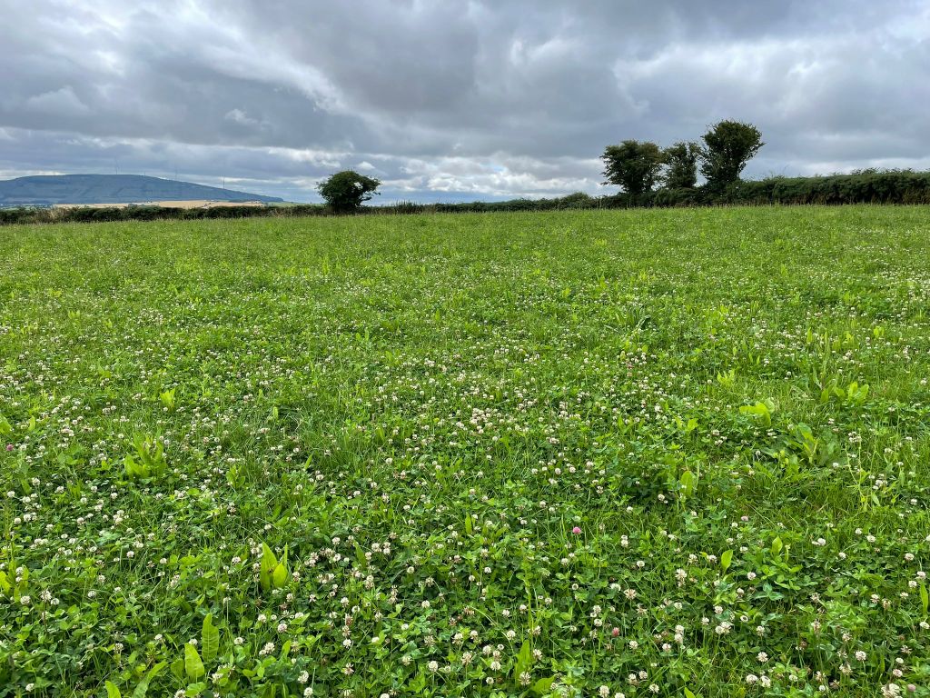 Clover has been performing strongly in paddocks this year