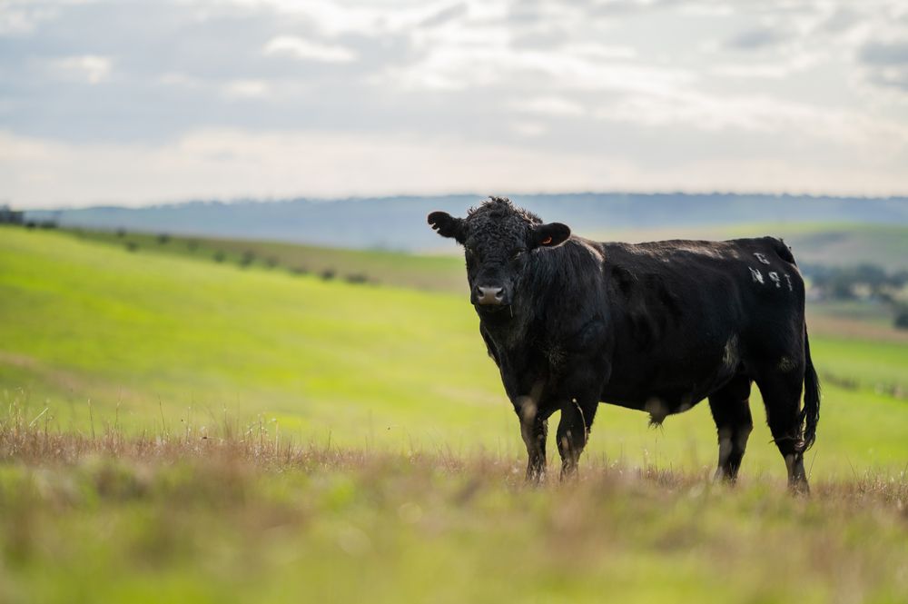 Datamars joins Global Roundtable for Sustainable Beef
