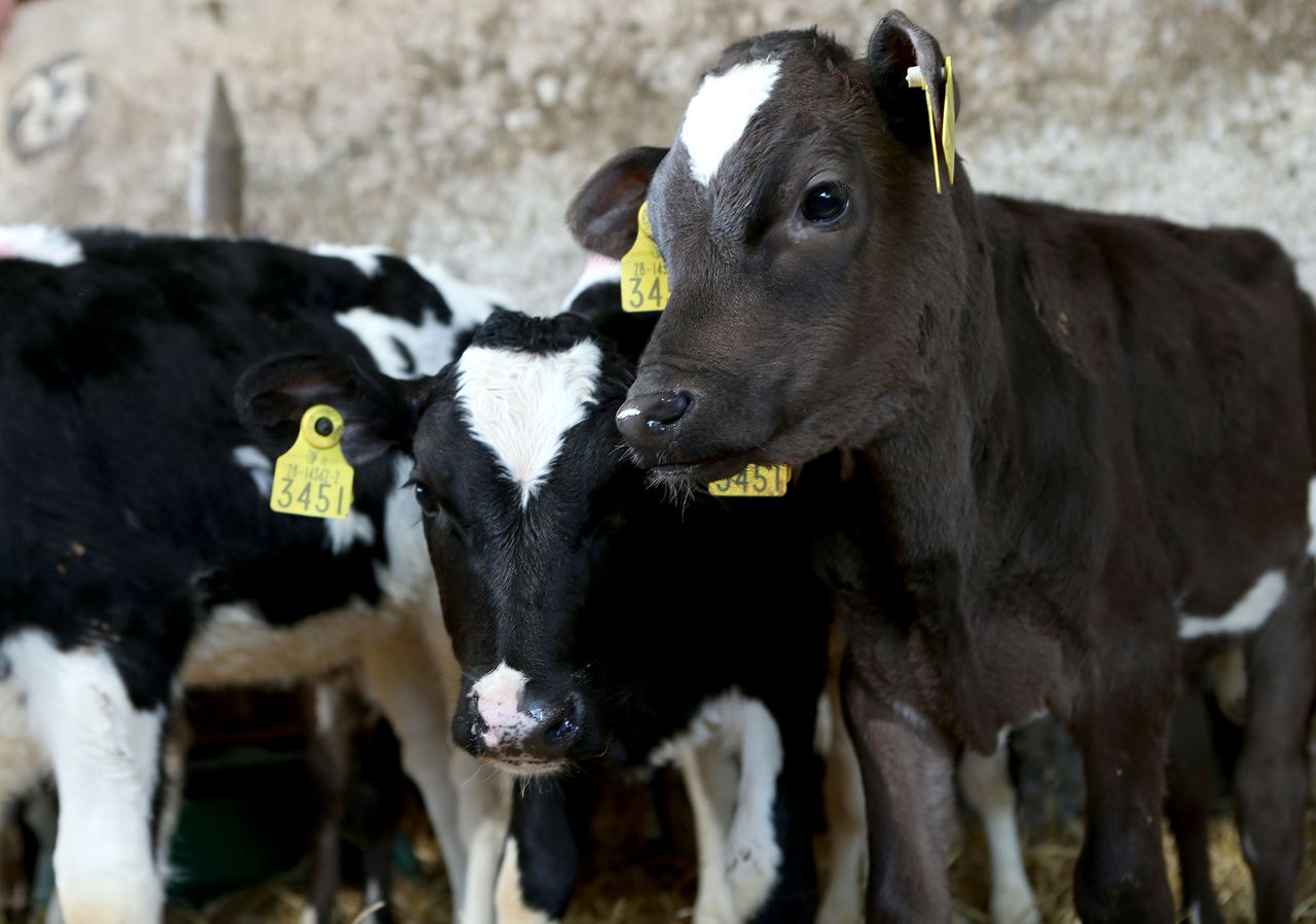 Calf Health Series: The calf rearing refresher course