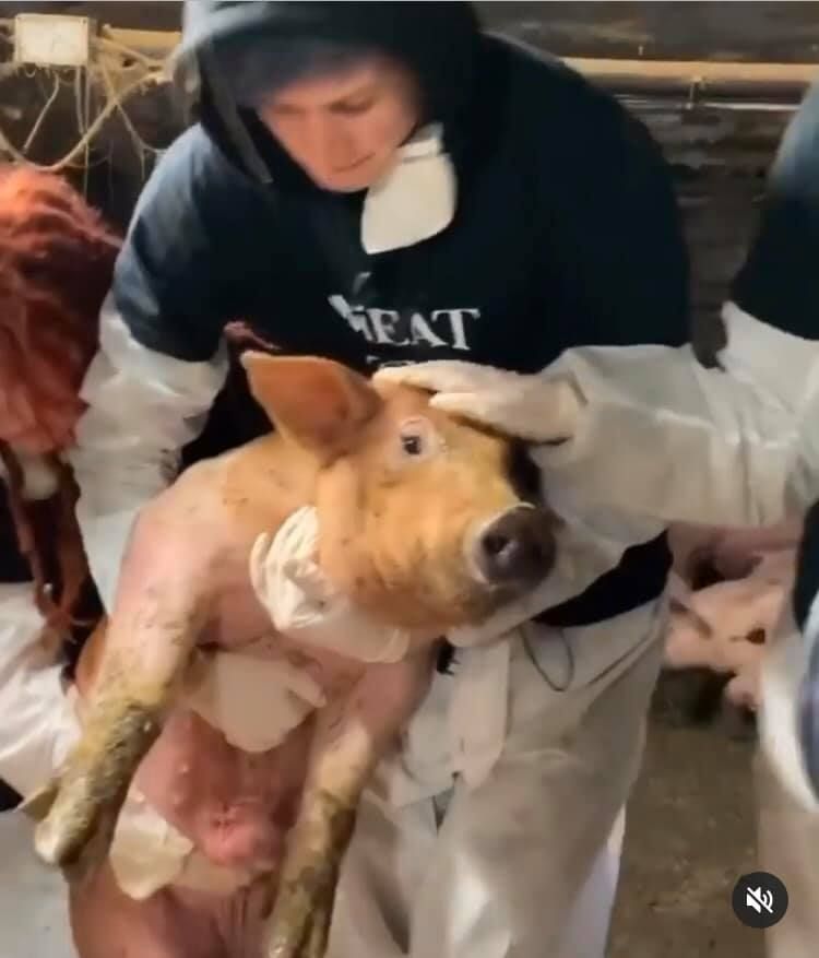 Vegan protesters take pig from Northern Ireland farm