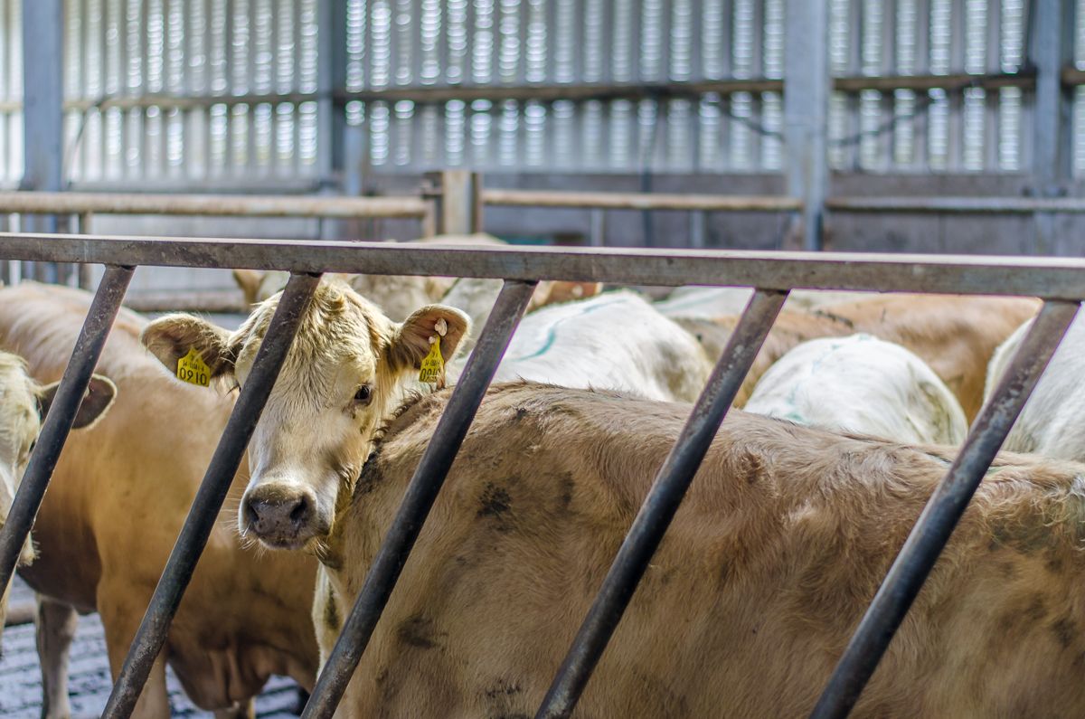 Beef trade: Steers and heifers trading on a base of 365c/kg