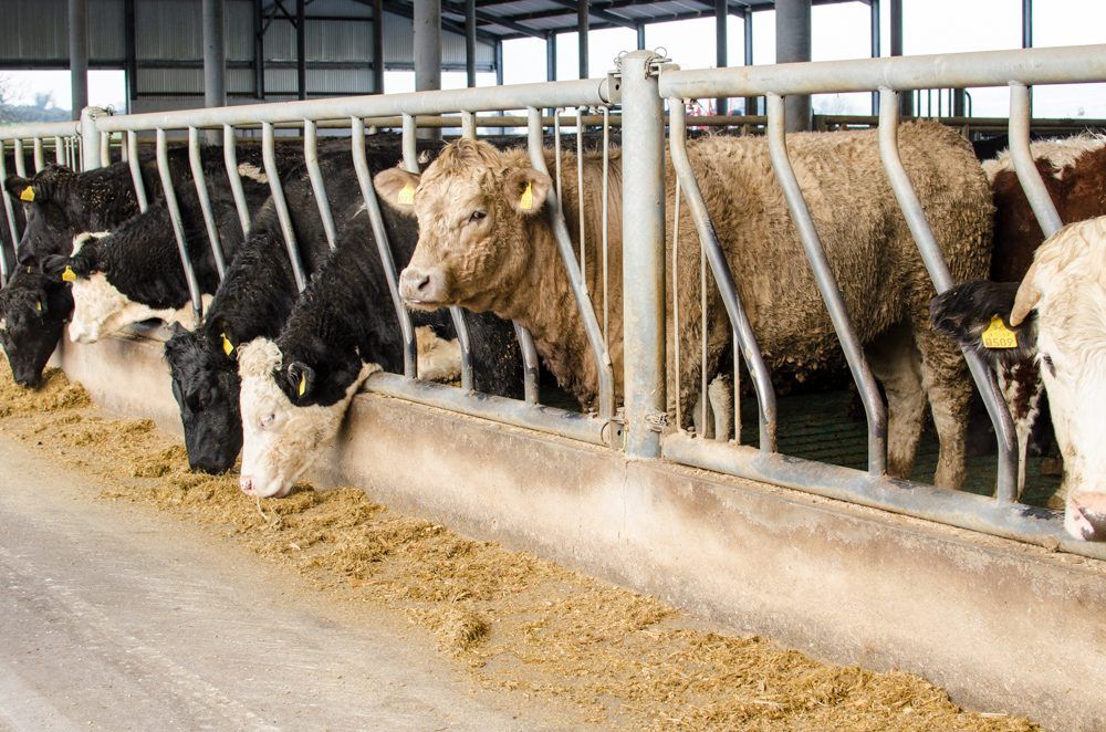 Cumulative beef cattle kill breaks 1.6m head - 100,000 extra expected in 2017