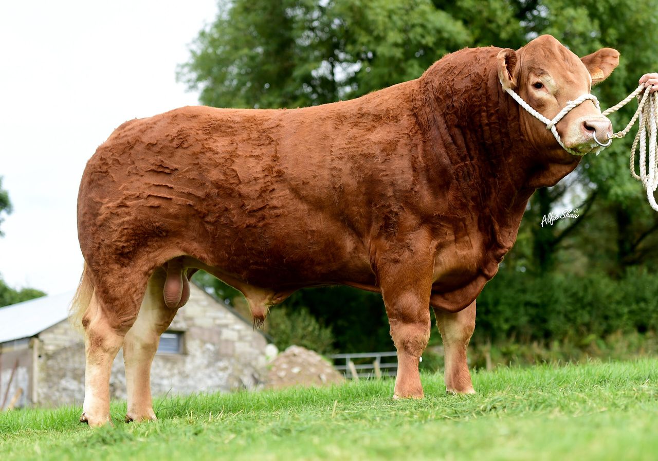 Pick of the crop - the top 17 bulls for this year from ICBF