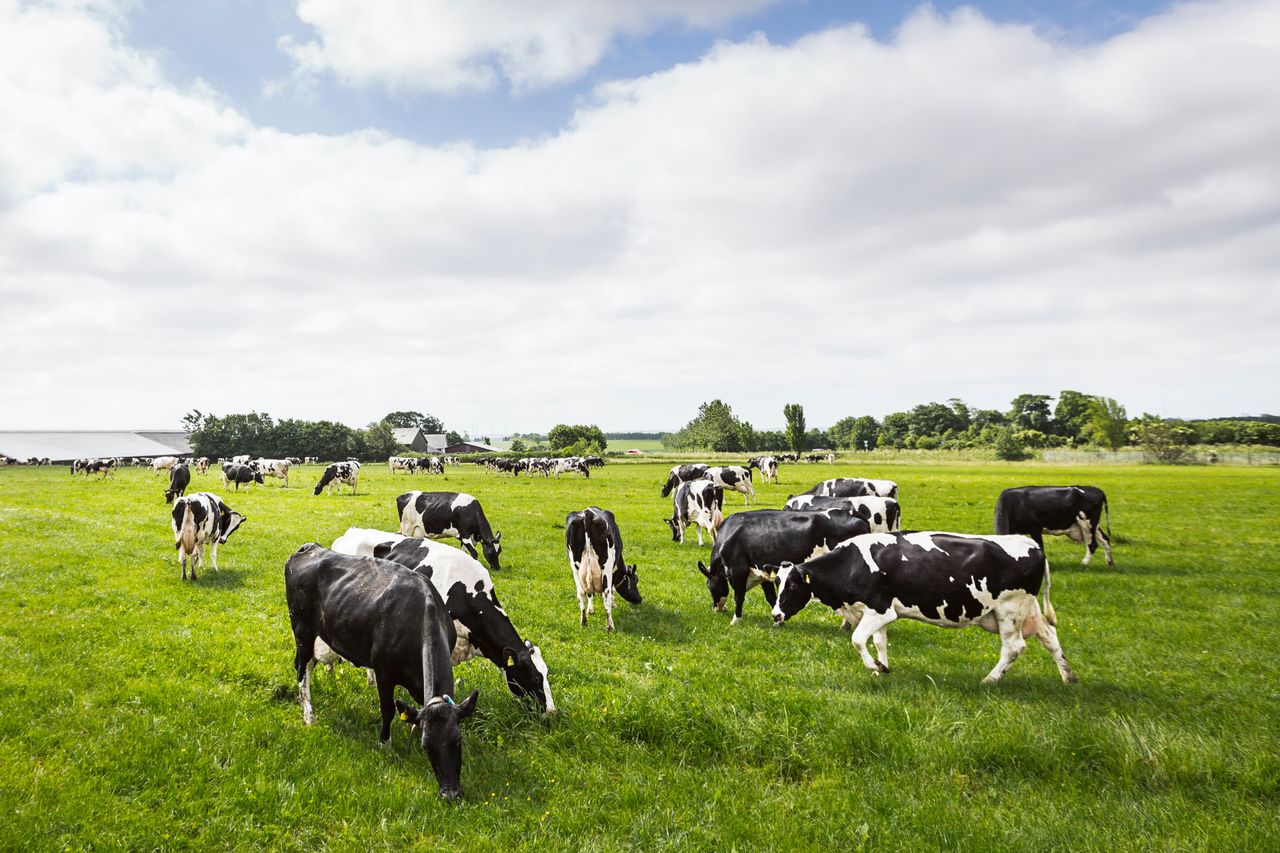 Dairy Beef Welfare Scheme to reopen tomorrow for new applicants