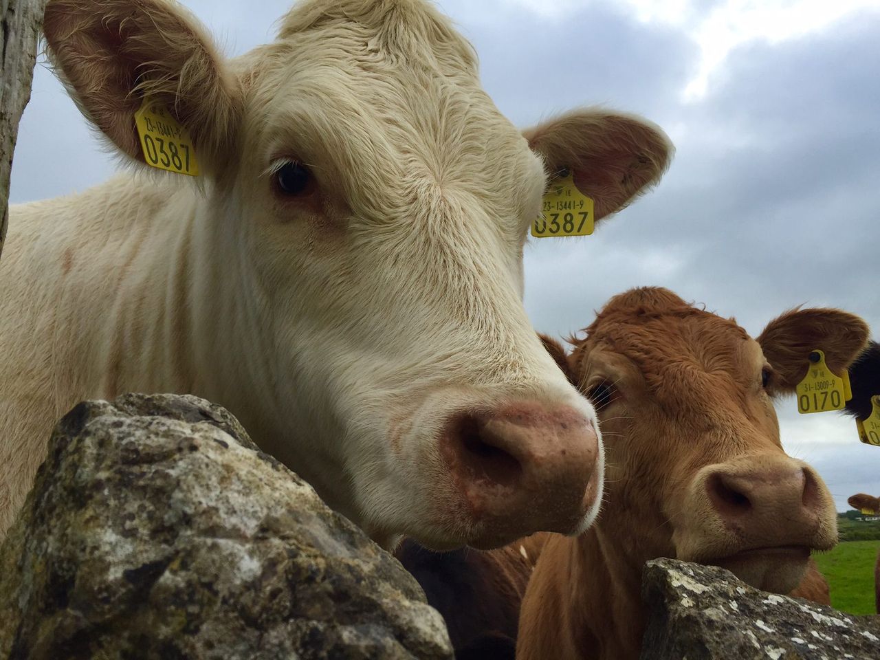 Beef industry: the facts and figures behind what the future holds