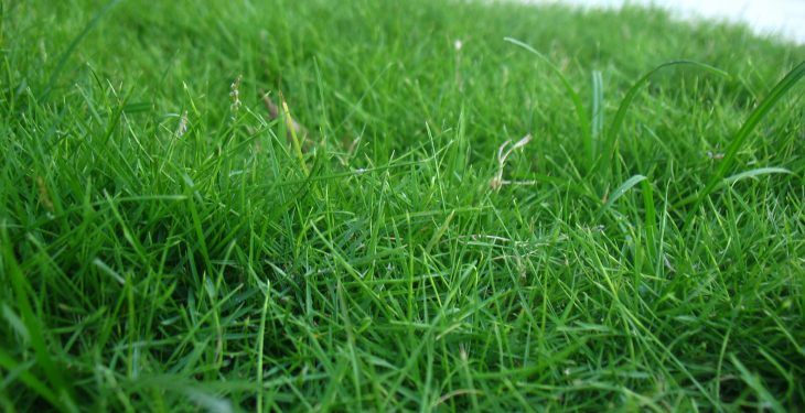 Green Acres farmers achieve top accolades for grassland management
