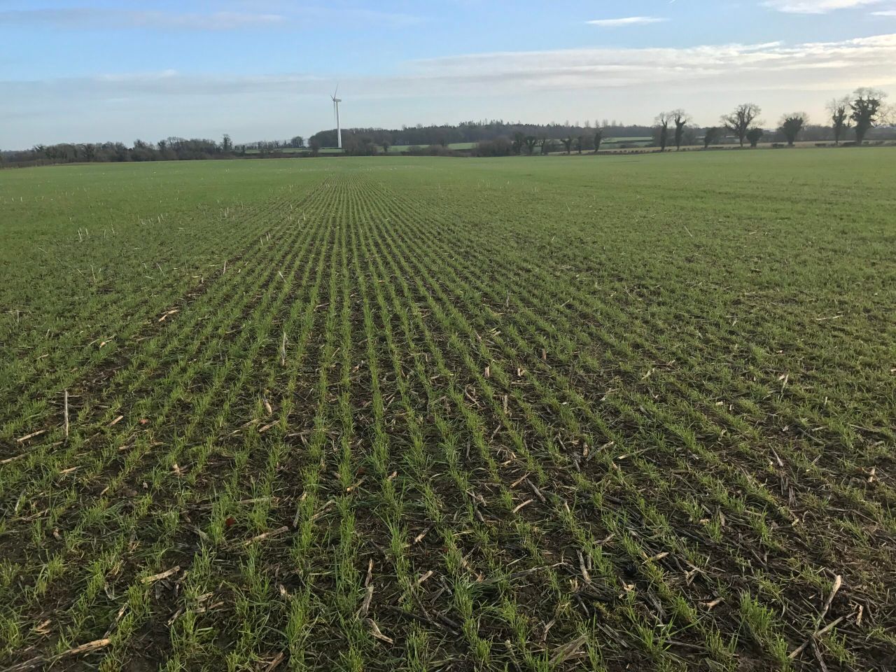 Tillage focus: No tillage and sheep controlling plant growth regulation