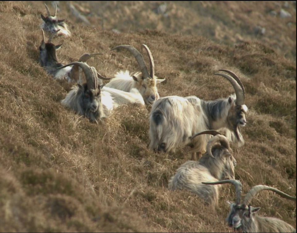 Goats to be introduced to Dublin hill after gorse fires