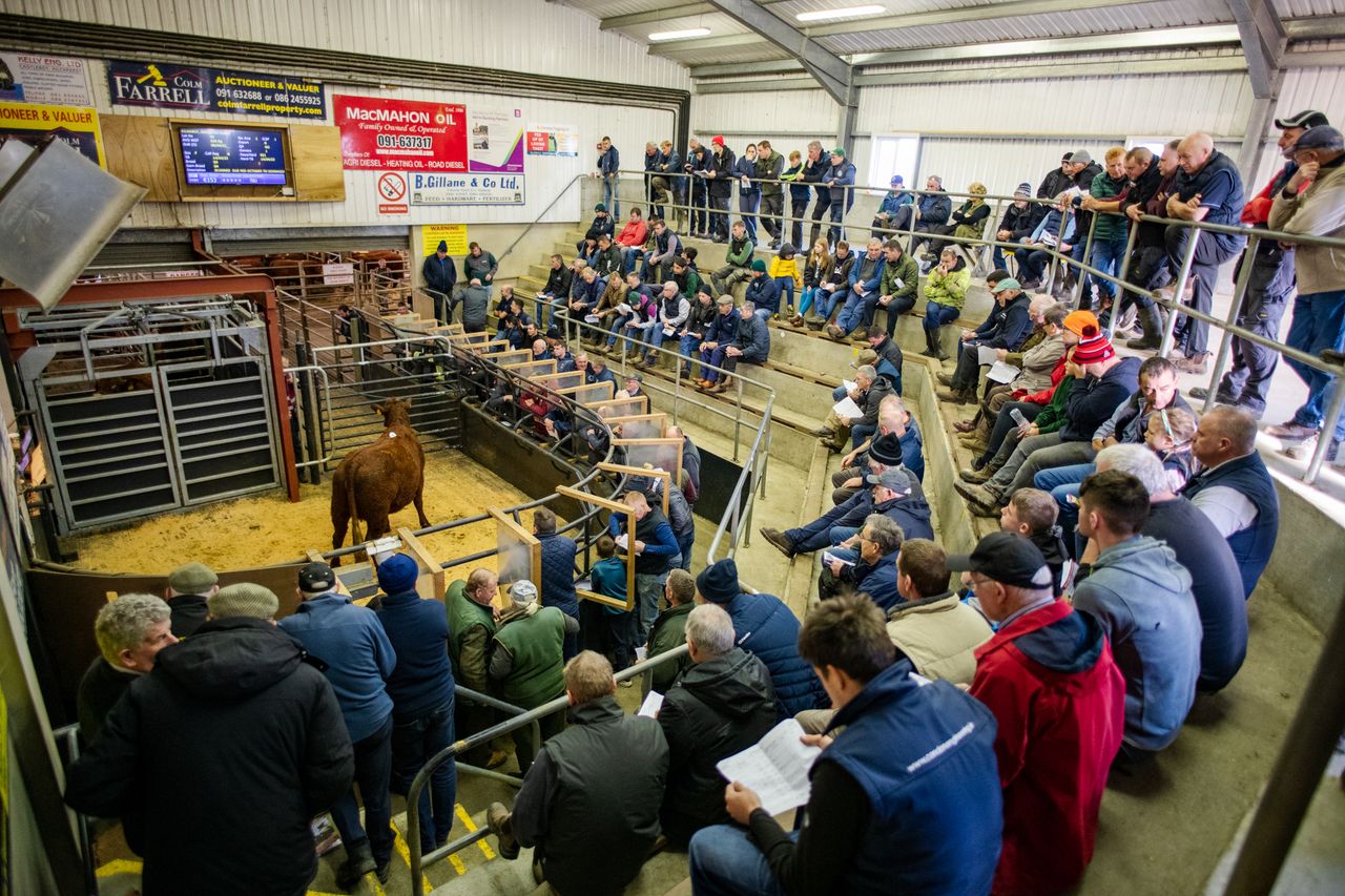 In-calf heifers hit €4,150 at Salers society sale in Gort