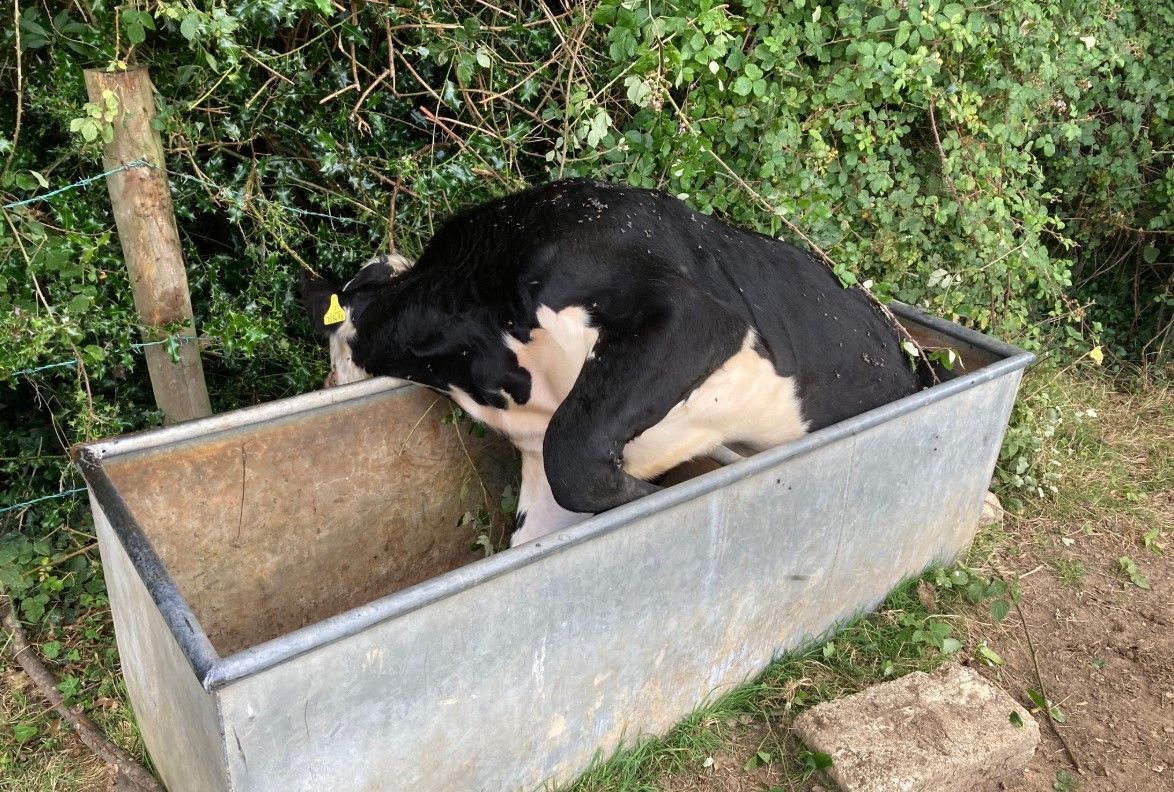 Firefighters called in to save steer stuck in water trough