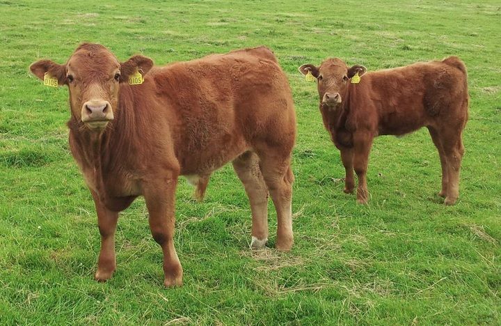 796,000 BVD test results sent to ICBF since January 1
