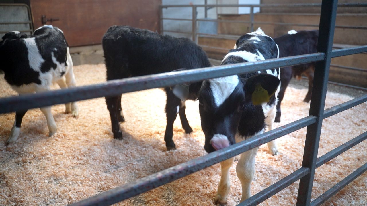 Watch: Friesian bull calves hit €400 at Delvin Mart's first calf sale of 2026