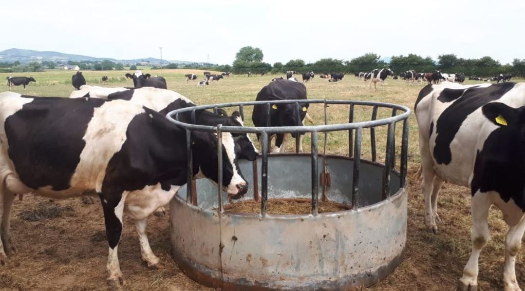 Dairy farm incomes drop by staggering 31% in 2018