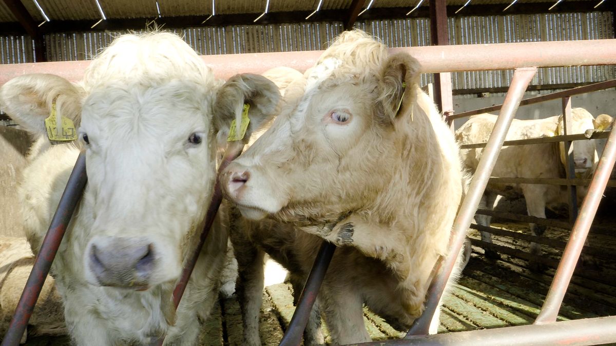 Beef trade: Fight against price drop continues