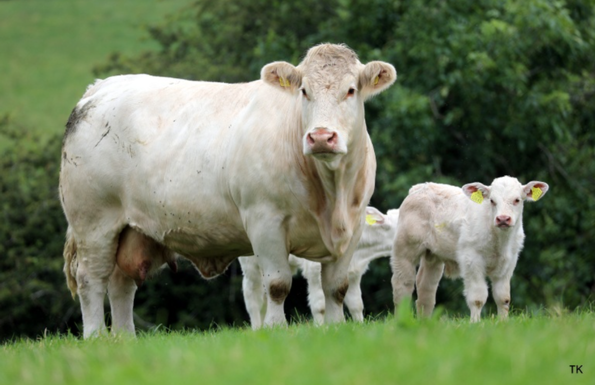 Preview: Culla herd dispersal  sale this Saturday