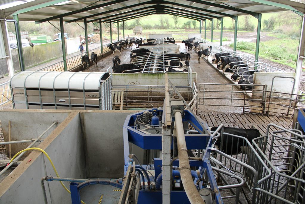 The cubicle shed connected to the milking space