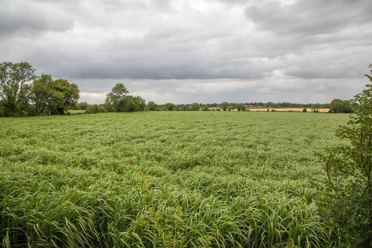Are the flames beginning to burn out for Ireland's miscanthus growers?