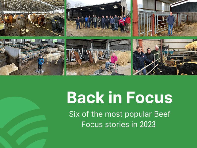 Beef Focus revisited: 6 farms back in focus for Christmas