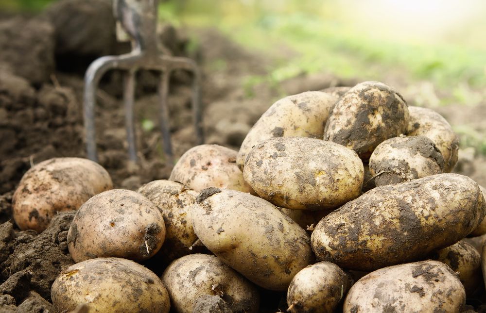 Potato harvest comes to a close with yields back 'close to 10%'