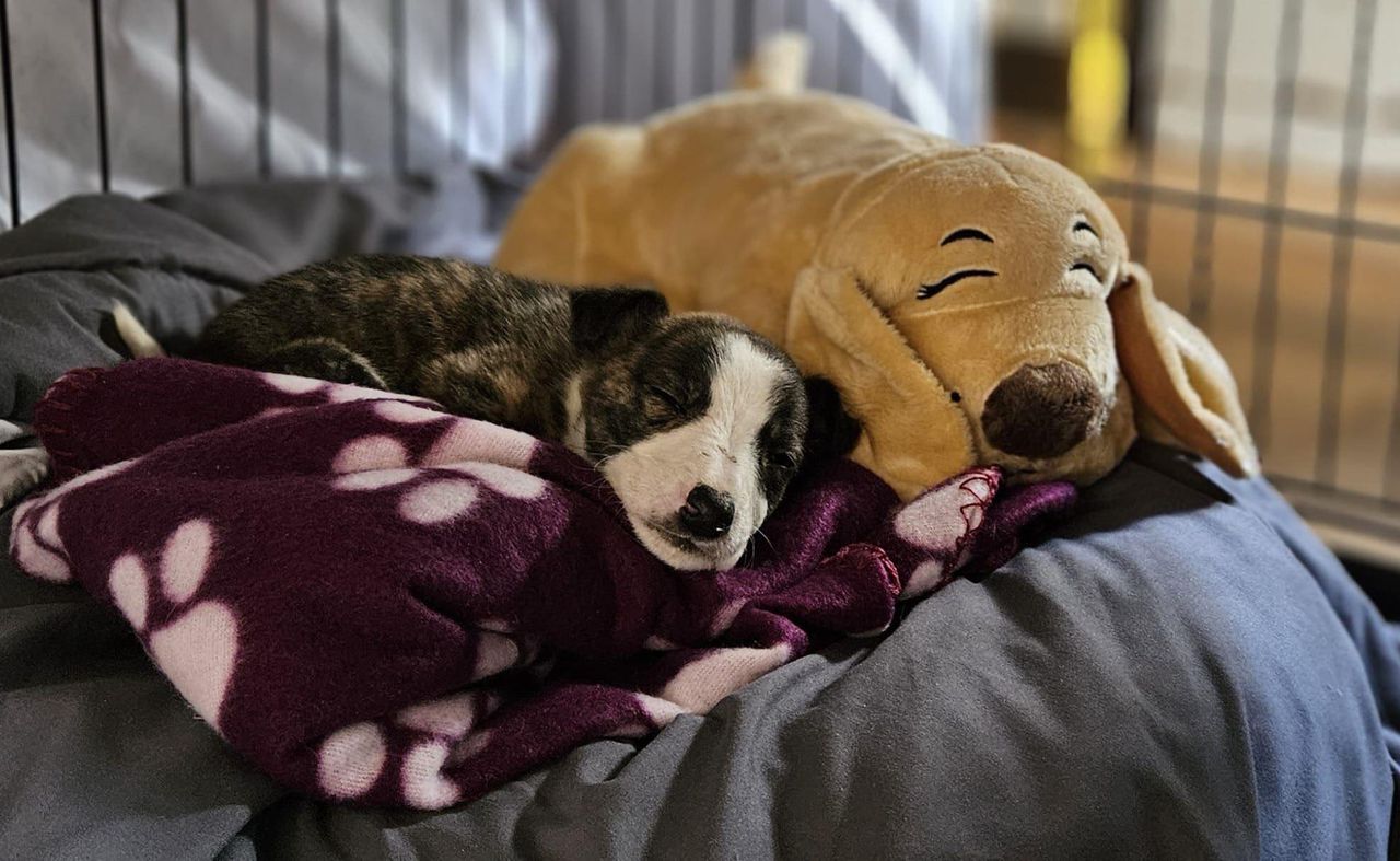 3-week-old puppy 'traded for drugs' in Dublin city