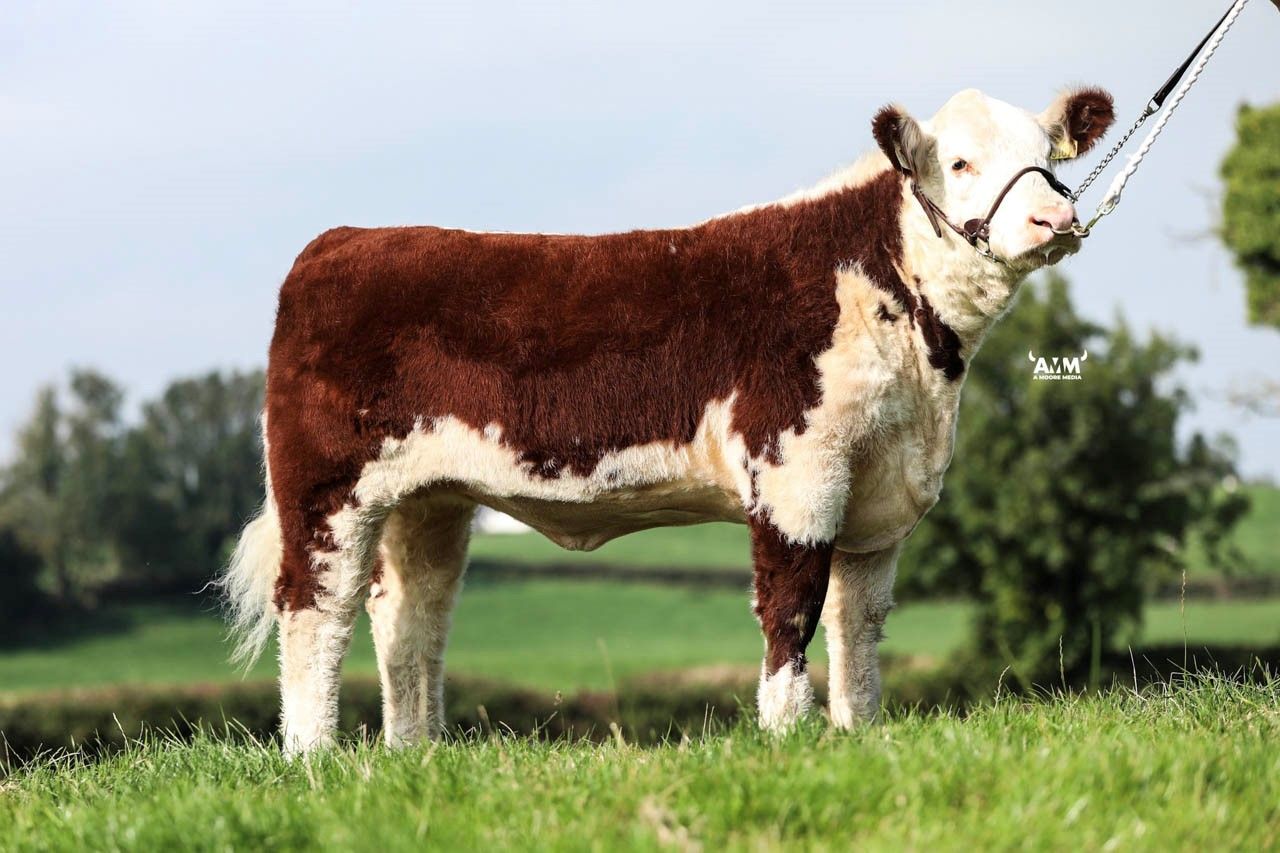 Hereford Heifers hit €5,200 at Genetic Gems sale