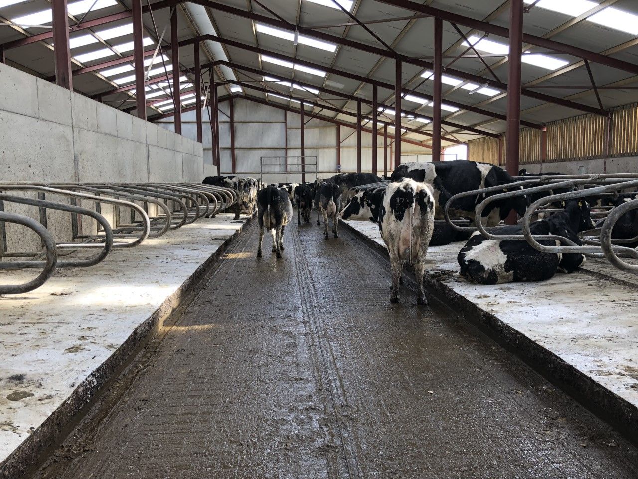 The importance of good hygiene as cows come in for housing