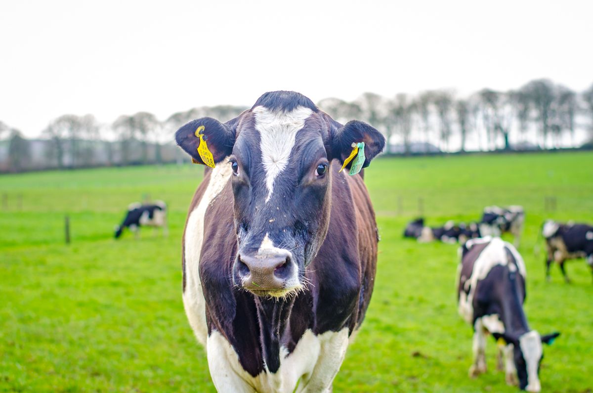 Free online dairy breeding webinars to run next week