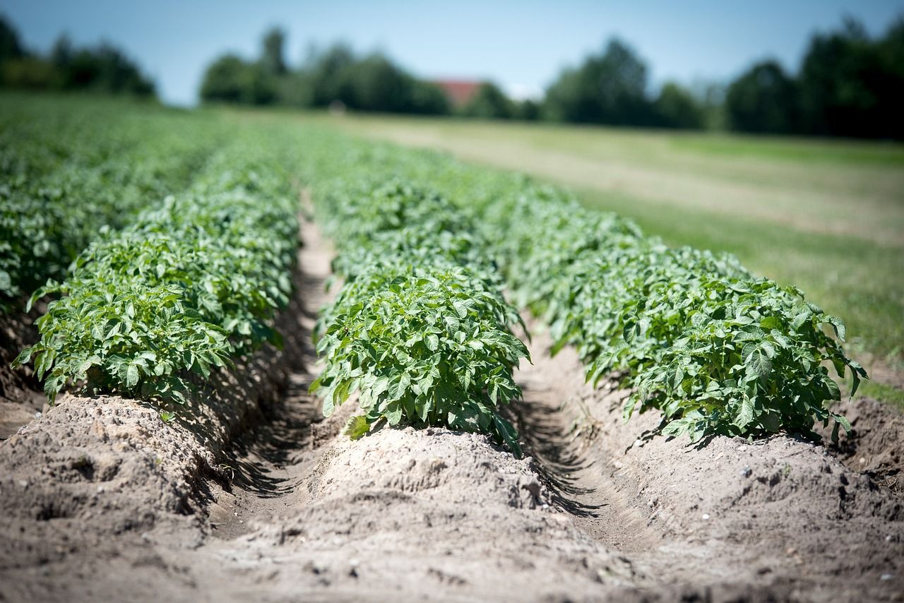 Concern about fungicide resistance in potato blight strain