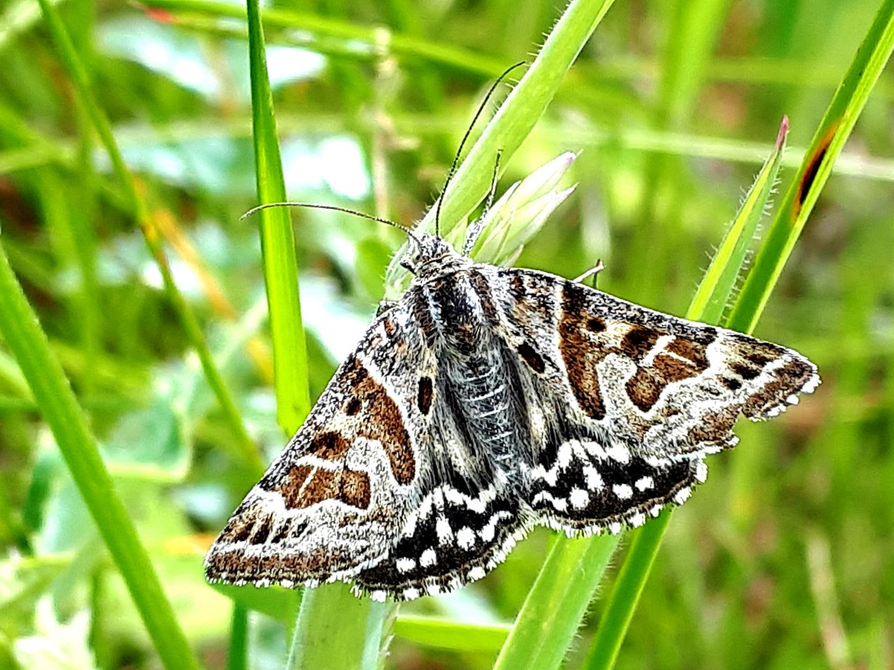National farmer moth monitoring scheme to be rolled out