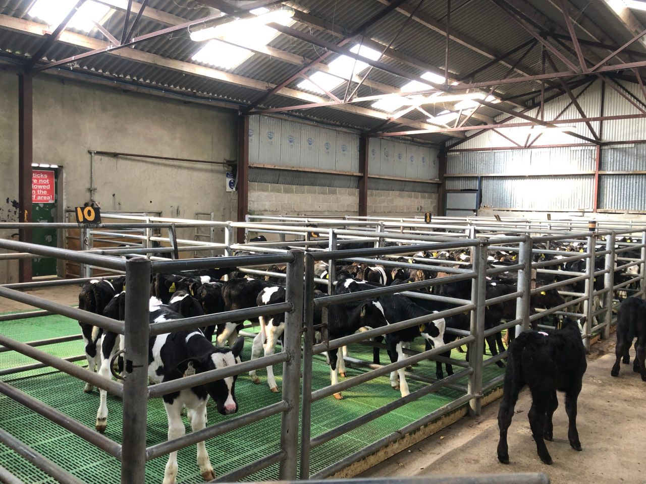 Mart report: Age and size dictates calf price in Thurles
