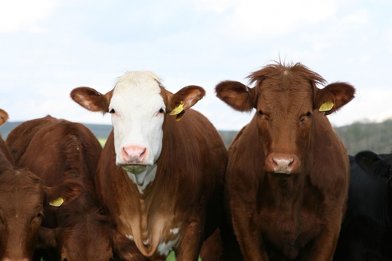 CSO: Cattle slaughterings fell 5,000 head in first two months of 2025