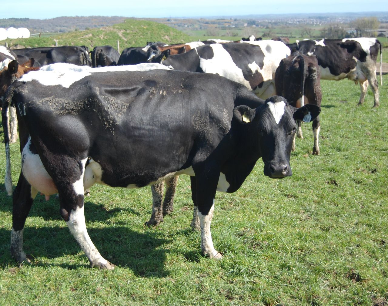 How to manage a second dairy farm 70km away