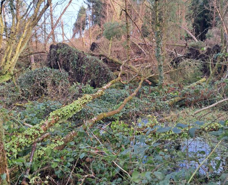 Forestry farmer urges Healy-Rae to 'flex his political muscle'