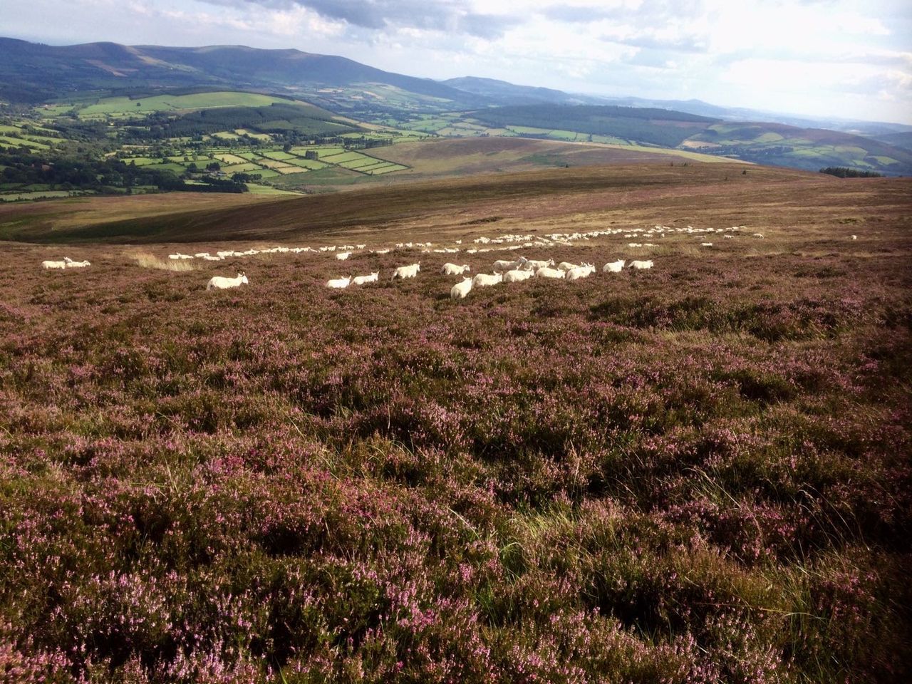 Last call for participants to take part in  Cuilcagh-Anierin Uplands survey
