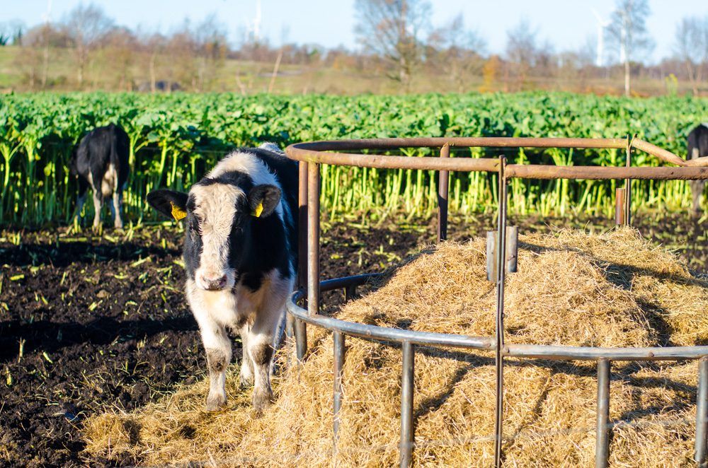 Analysis: Why the future's looking increasingly black and white for beef farmers