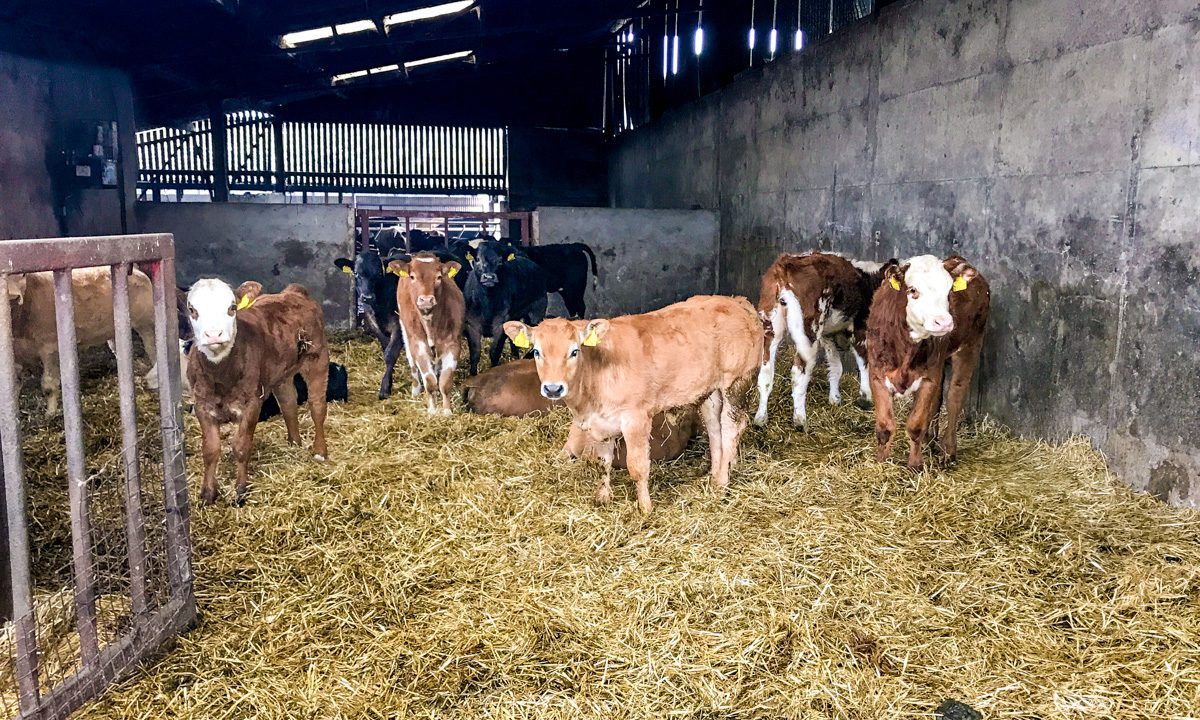 Over 26,000 fewer suckler calves registered in 2019; but dairy numbers increase