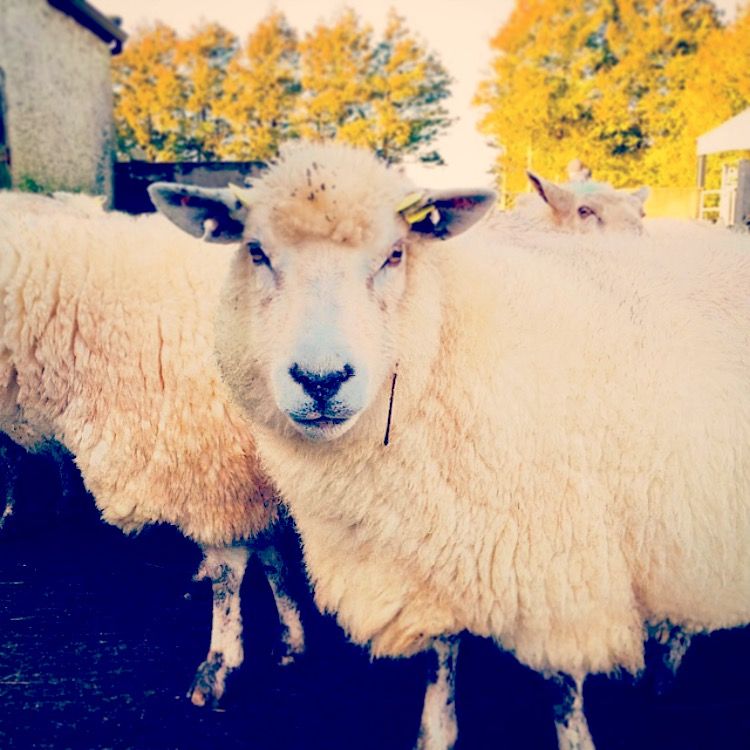 Getting ewe nutrition in late pregnancy right